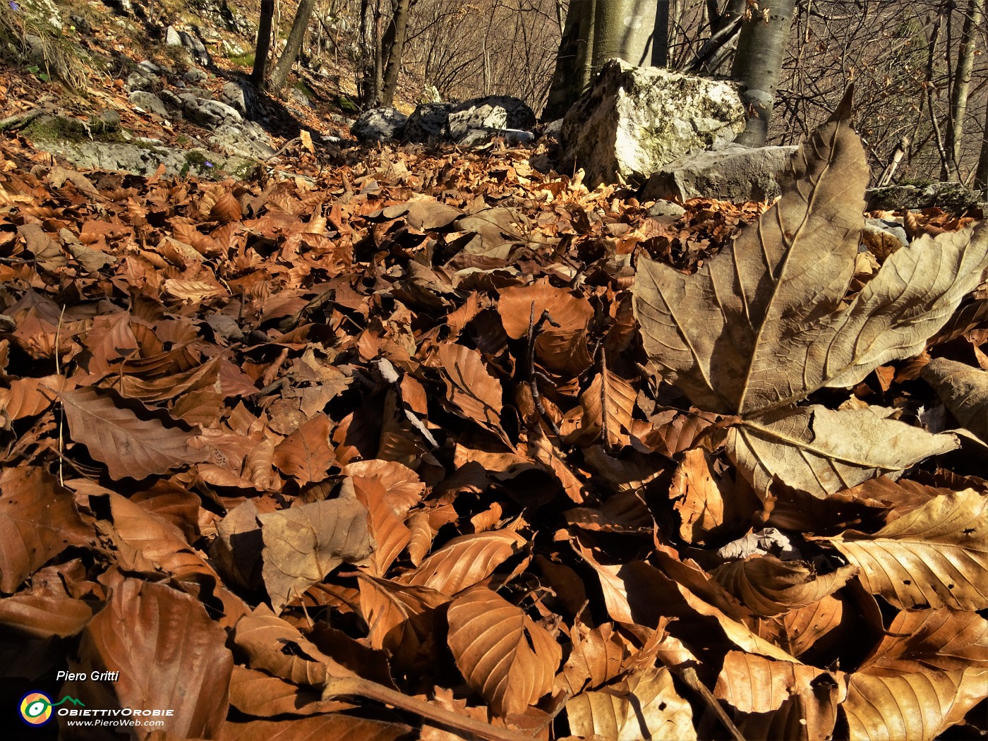 22 Sentiero su tappeto di foglie.JPG
